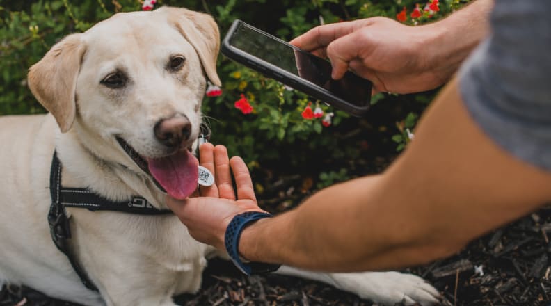 Smart NFC PET ID Tag